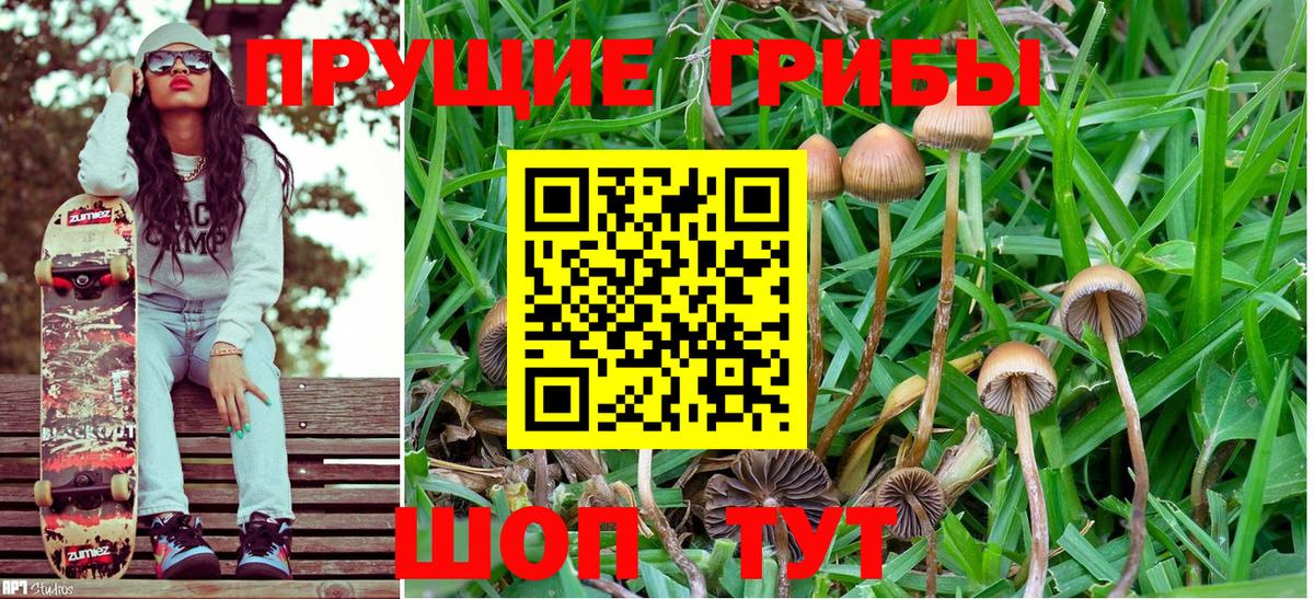 Псилоцибиновые грибы Psilocybe Новочеркасск